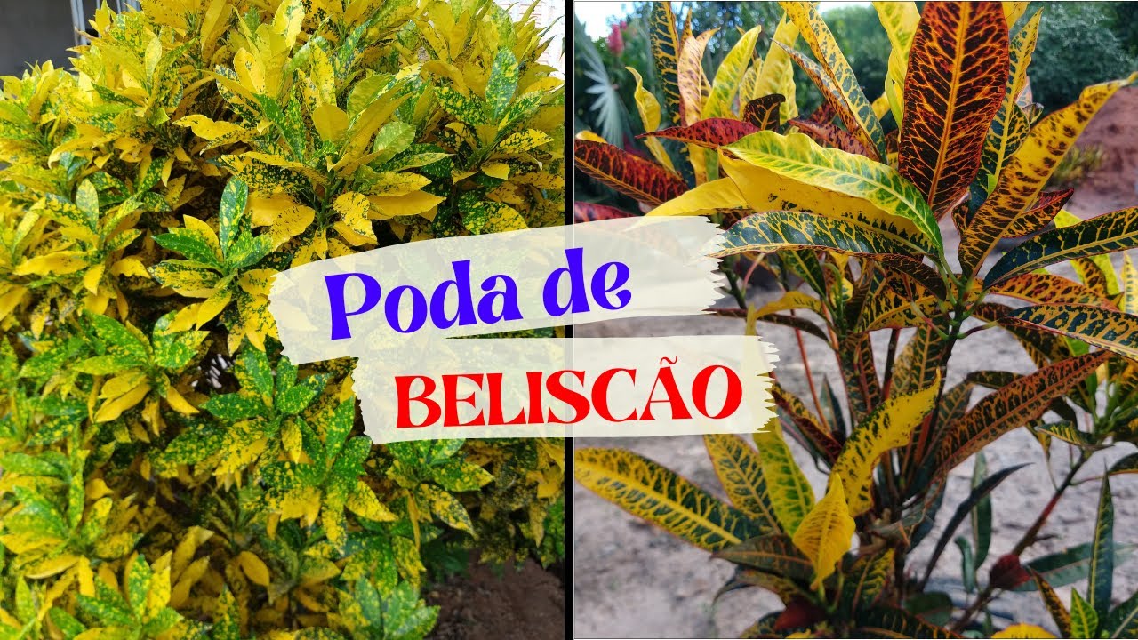 Como fazer poda em croton