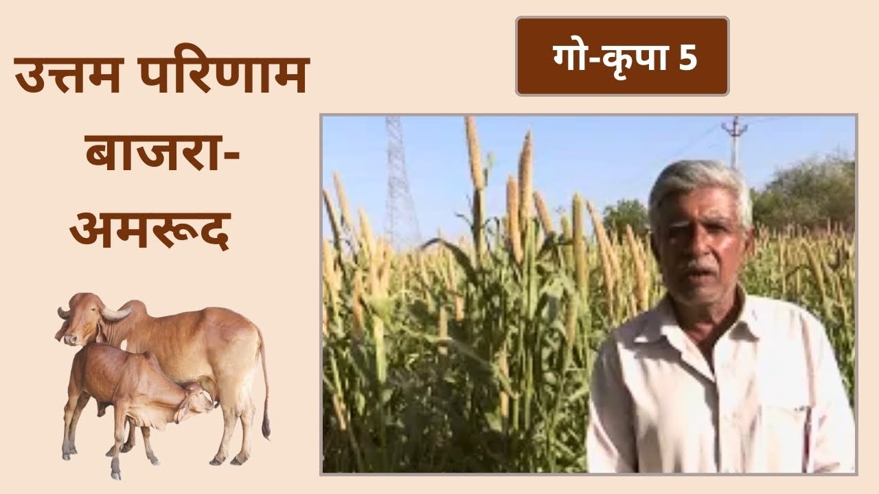 गो-कृपा 5 | बाजरा-अमरूद | Go Krupa 5 | Bansi Gir Gaushala | Gopalbhai Sutariya |