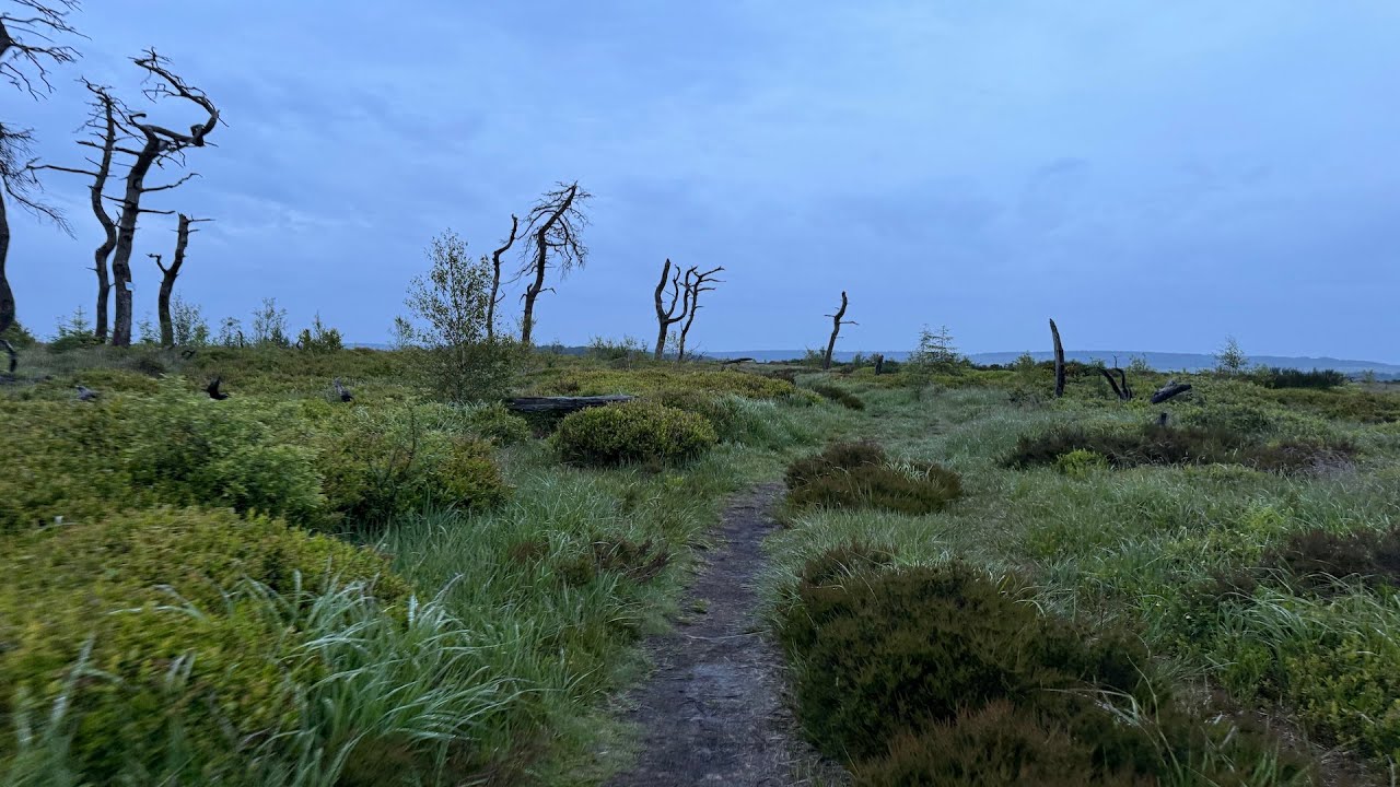 Haut Fagnes - Dead Marshes - 16-06 -2024