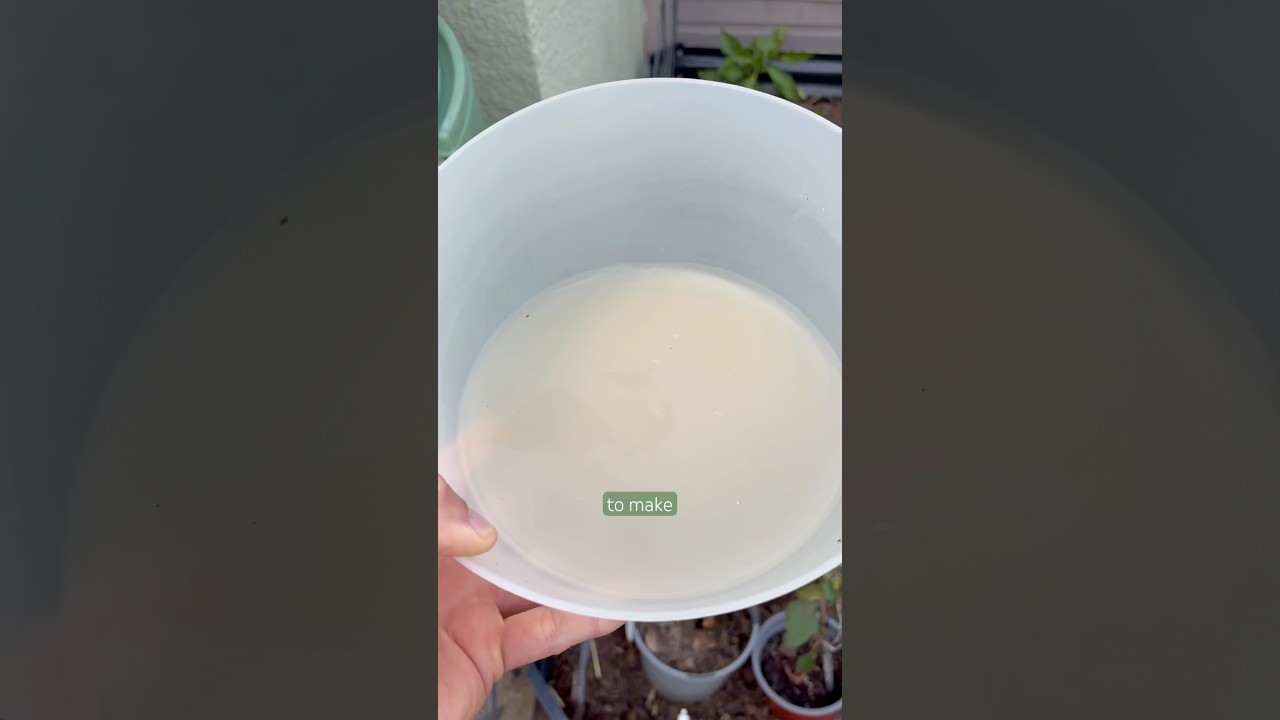 Using a yeast fertiliser for my  garden fruit plants #garden #fertilizer #homemade