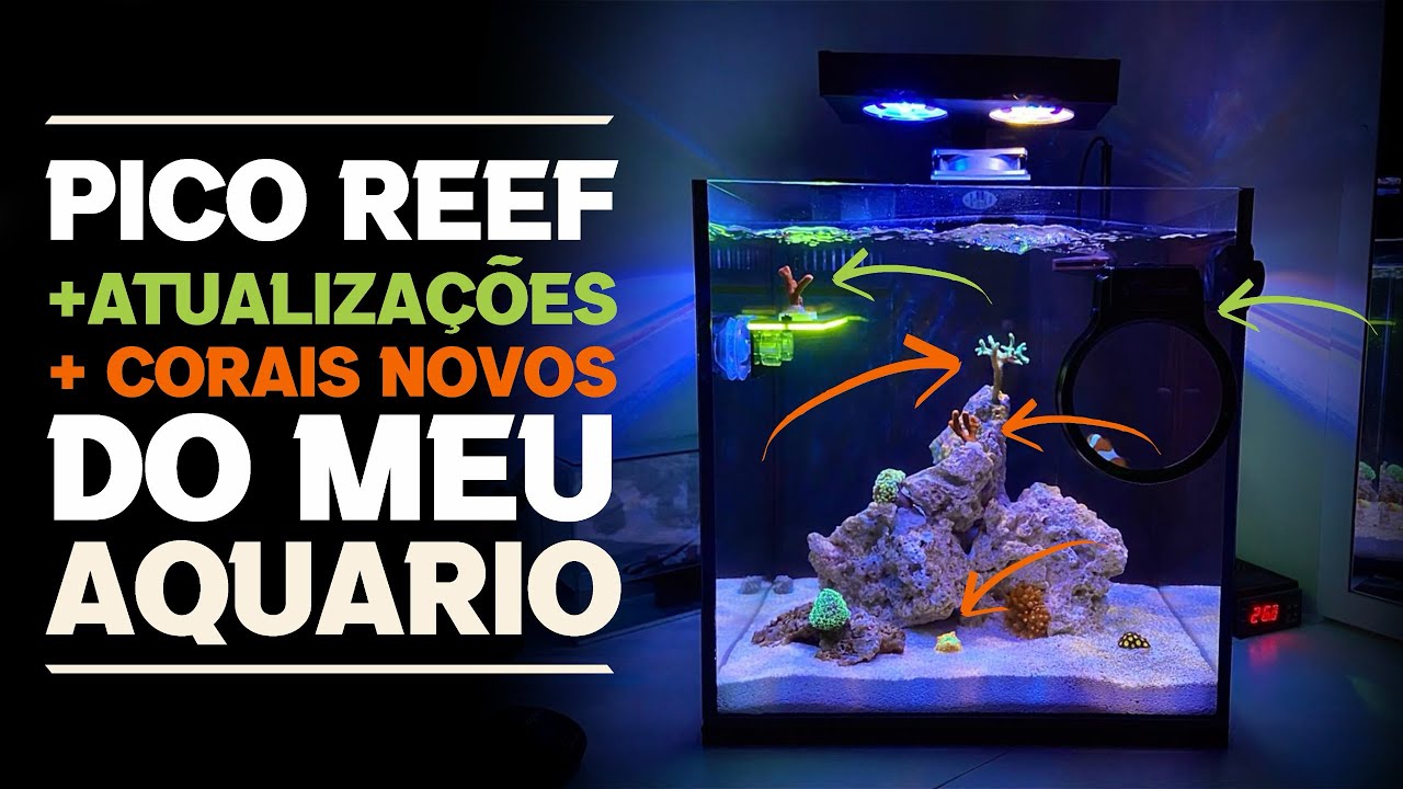 PICO REEF - AQUÁRIO MARINHO 32L ATUALIZAÇÕES.