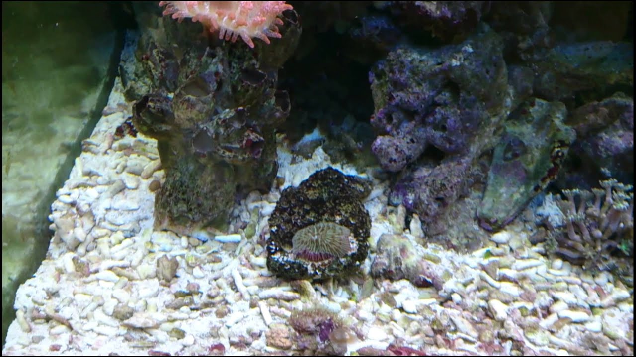 Riffaquarium