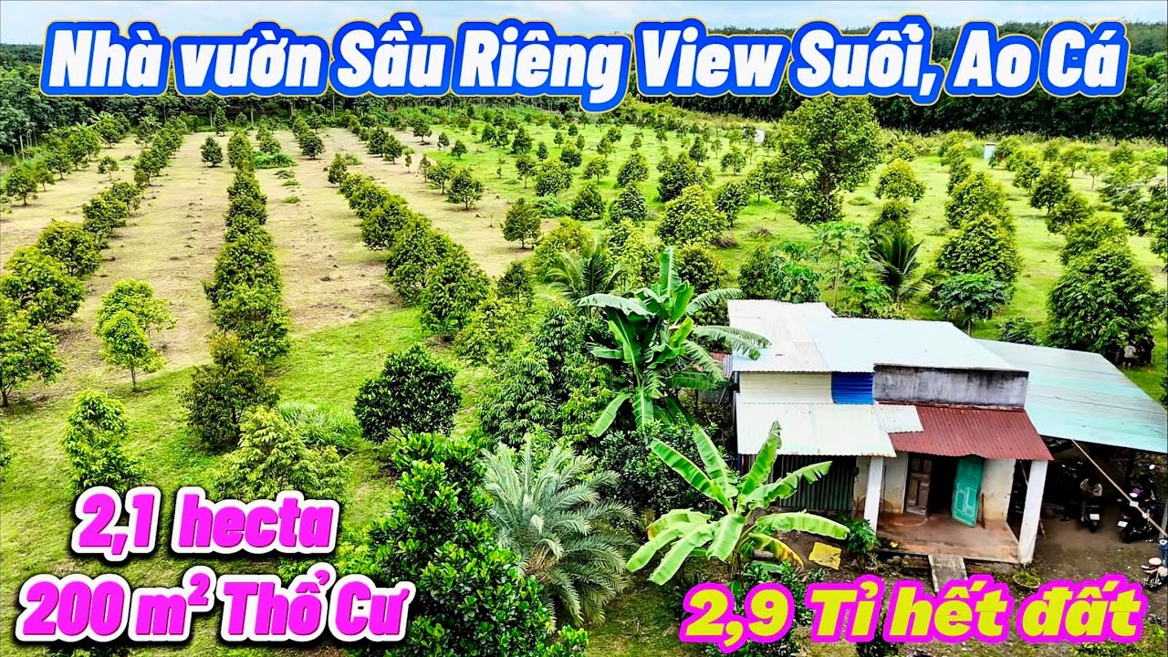 Nhà vườn sầu riêng Ao Cá, View Suối. 2,1 hec 200m² thổ cư. Giá 2,9 tỉ hết đất. 