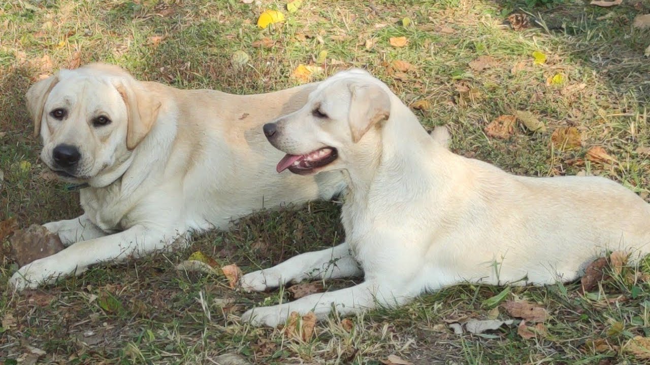 Labrador TROY 🦮🇦🇩 Лабрадоры Зося & Трой