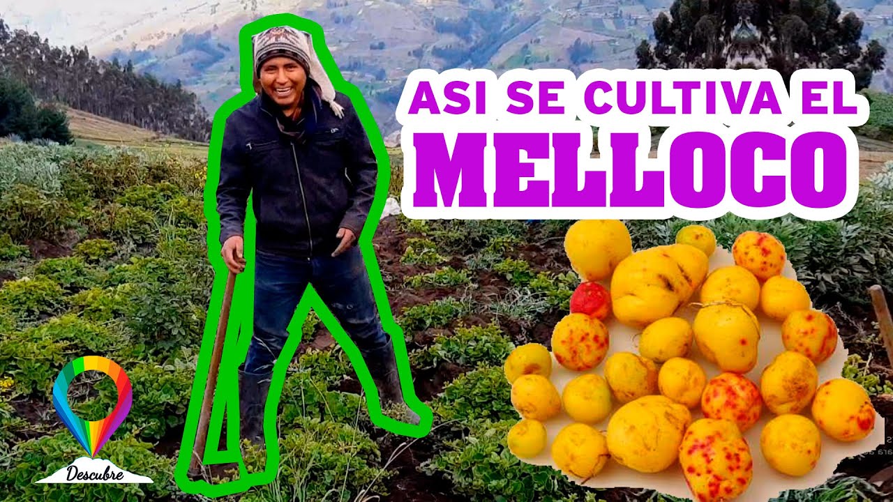 CULTIVANDO EL MELLOCO
