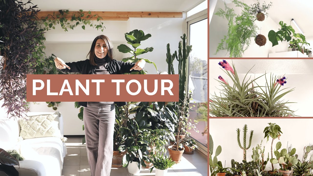 Vieni a fare un giro tra le mie piante! | PLANT TOUR 2022