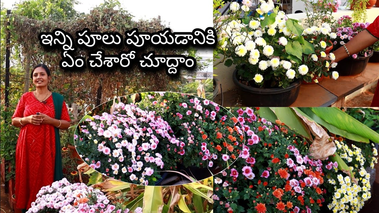 Sukeshini's terrace garden