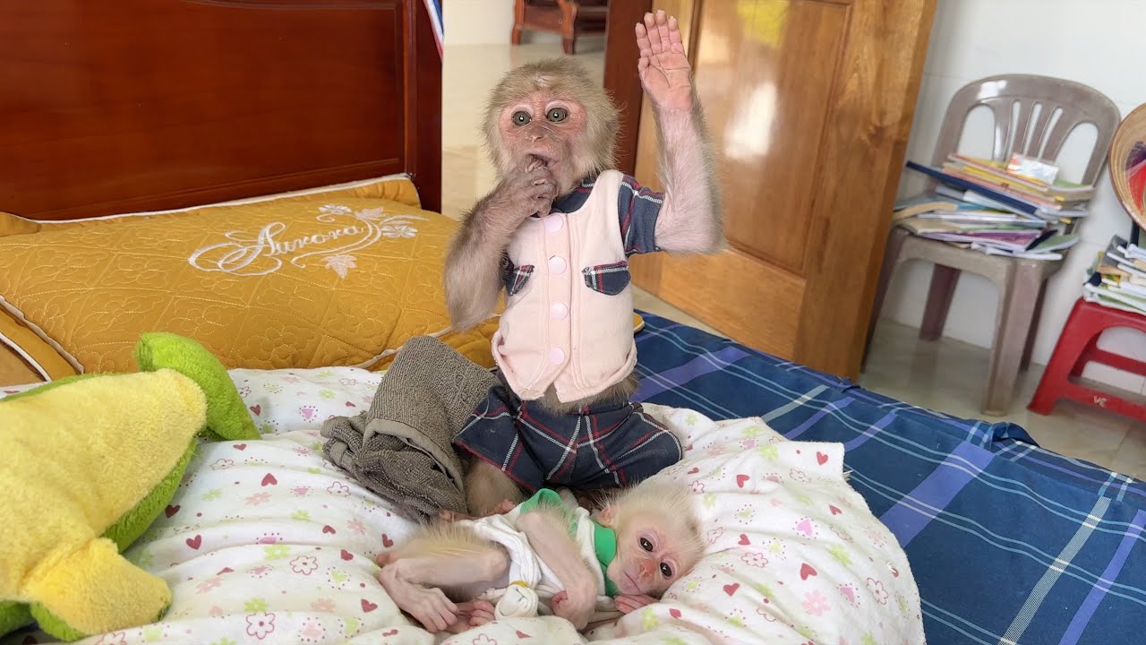 Monkey SinSin Becomes Babysitter To Take Care Of Poor Baby Monkey ZiZi While Dad Goes To Work