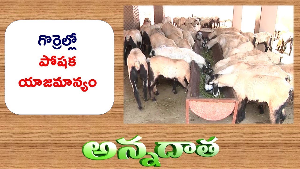 Feed Management In Sheep || ETV Annadata