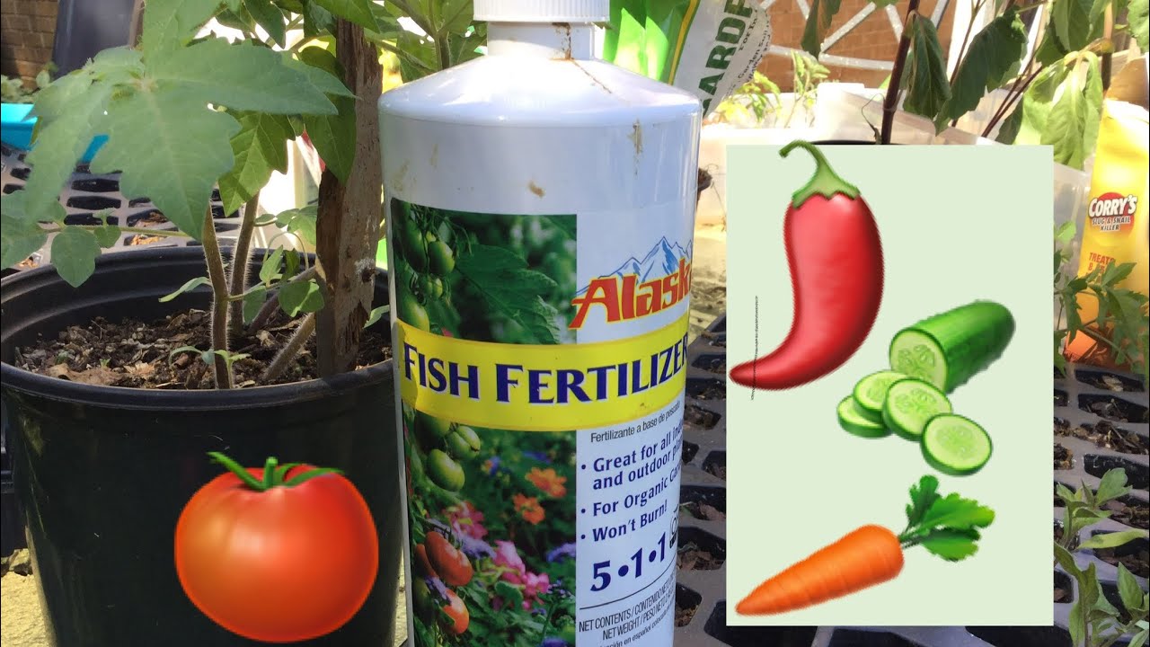 Fertilizante a base de pescado para tus plantas!