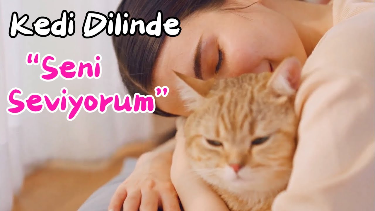 💛 Kedinize Nasıl “Seni Seviyorum” Diyeceğinizi Biliyor musunuz? İşte 10 Yolu 🐾🐈