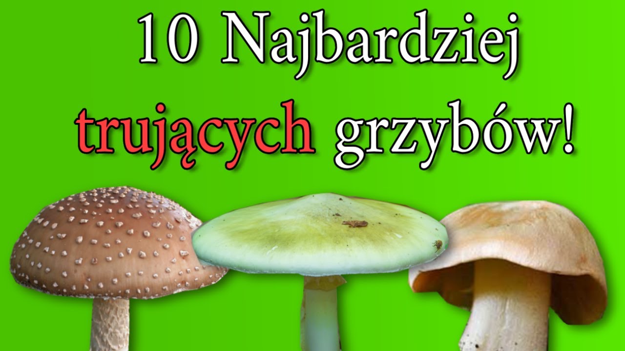 10 Najbardziej trujących grzyb&oacute;w - Unikaj ich!