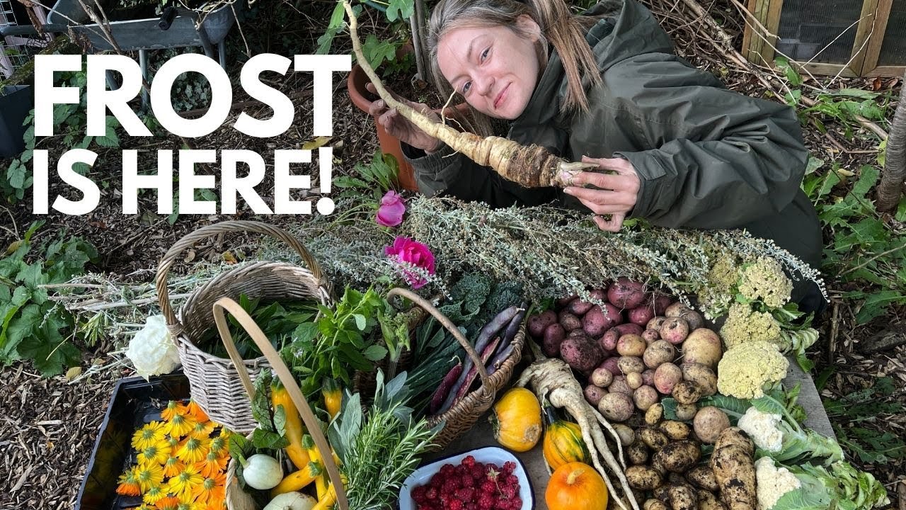 Autumn Permaculture Allotment Harvest