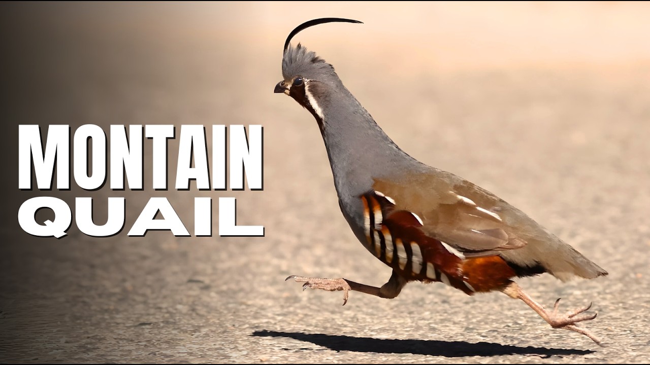 Revealed: The Secretive Mountain Quail and Its Surprising Real Call!