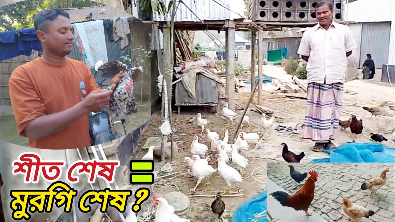 শীতকালীন দেশি মুরগির যত্ন | শীত শেষে মুরগি মারা যাওয়ার কারণ ও সমাধান |