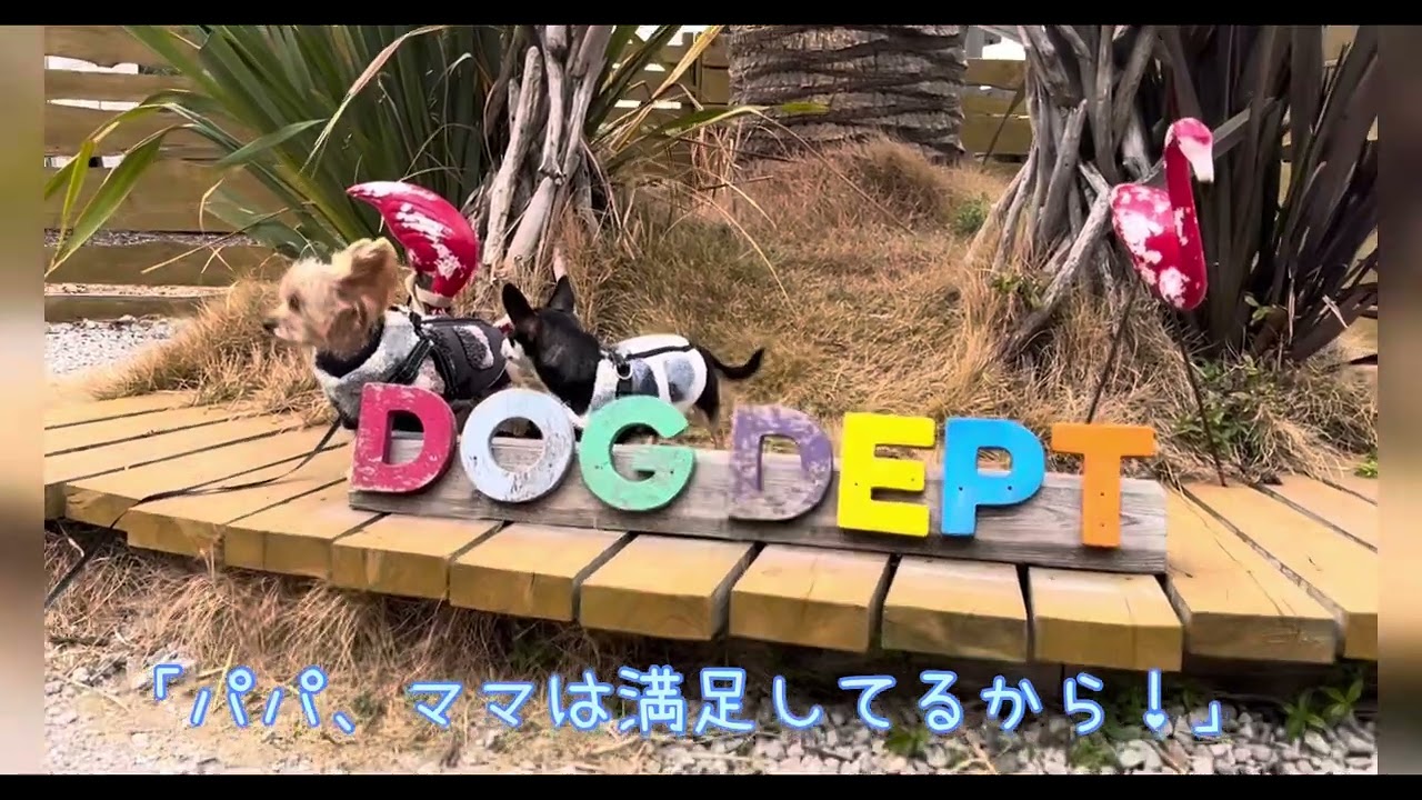 チョコラテDX DOG DEPT GARDEN 安房白浜