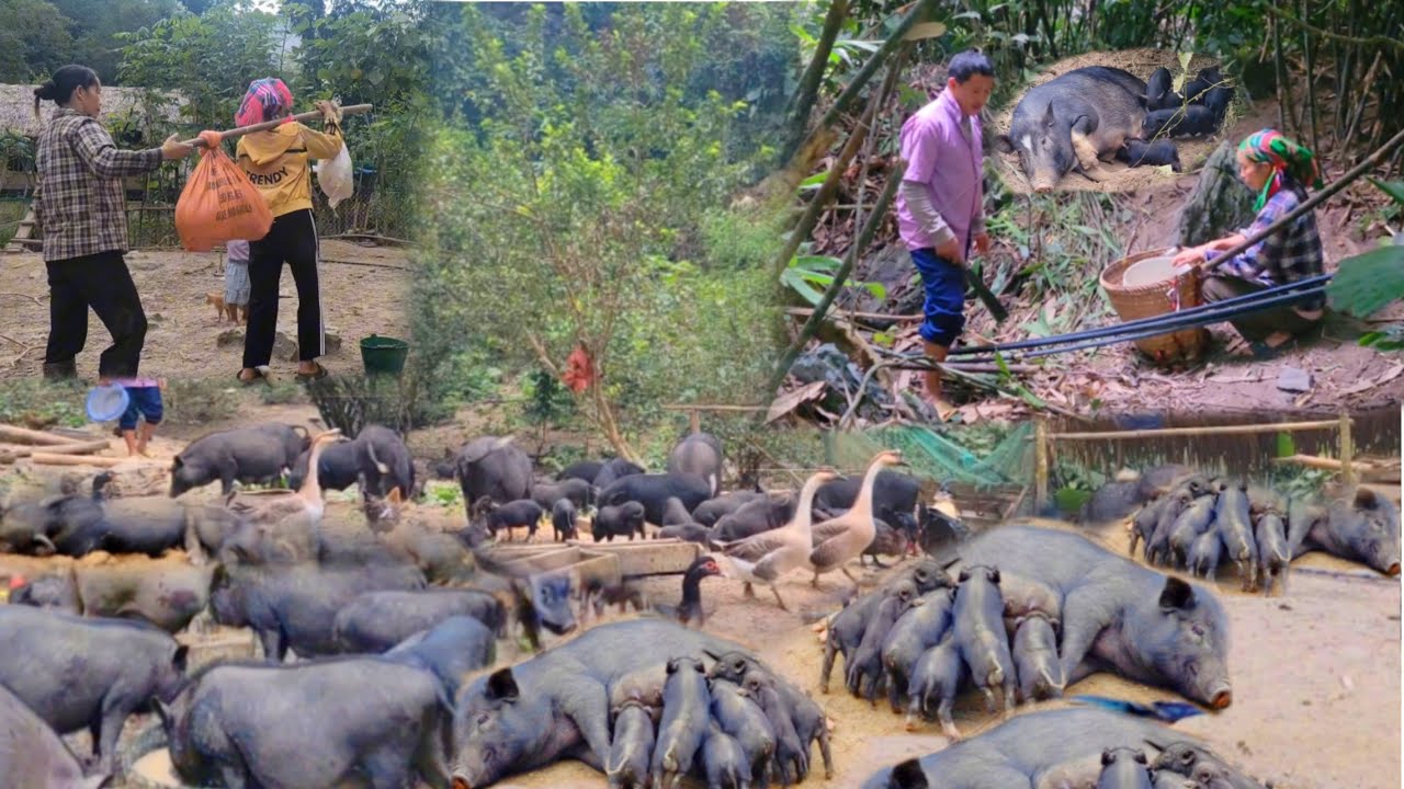 Full video 100: raising pigs from the time they are born until they are sold
