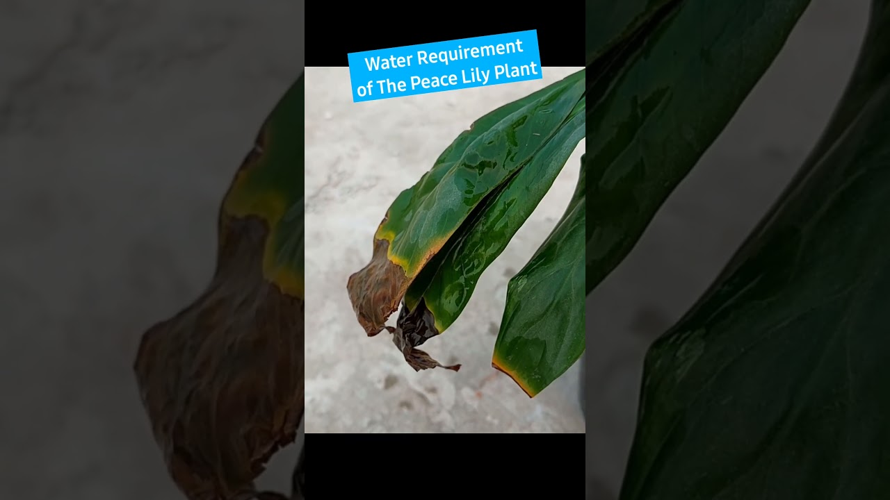 STOP Peace Lily Leaves Turning Brown // Peace Lily Plant Care Tips Indoor (Spathiphyllum)