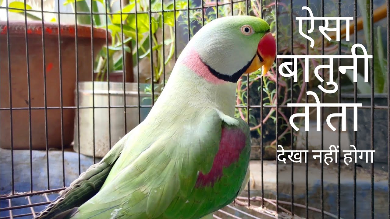 तोता सब कुछ बोलता है!alexandrian talking parrot