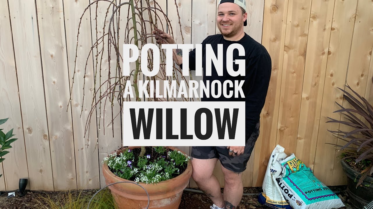 Potting a stunning new Willow 🌿🪴