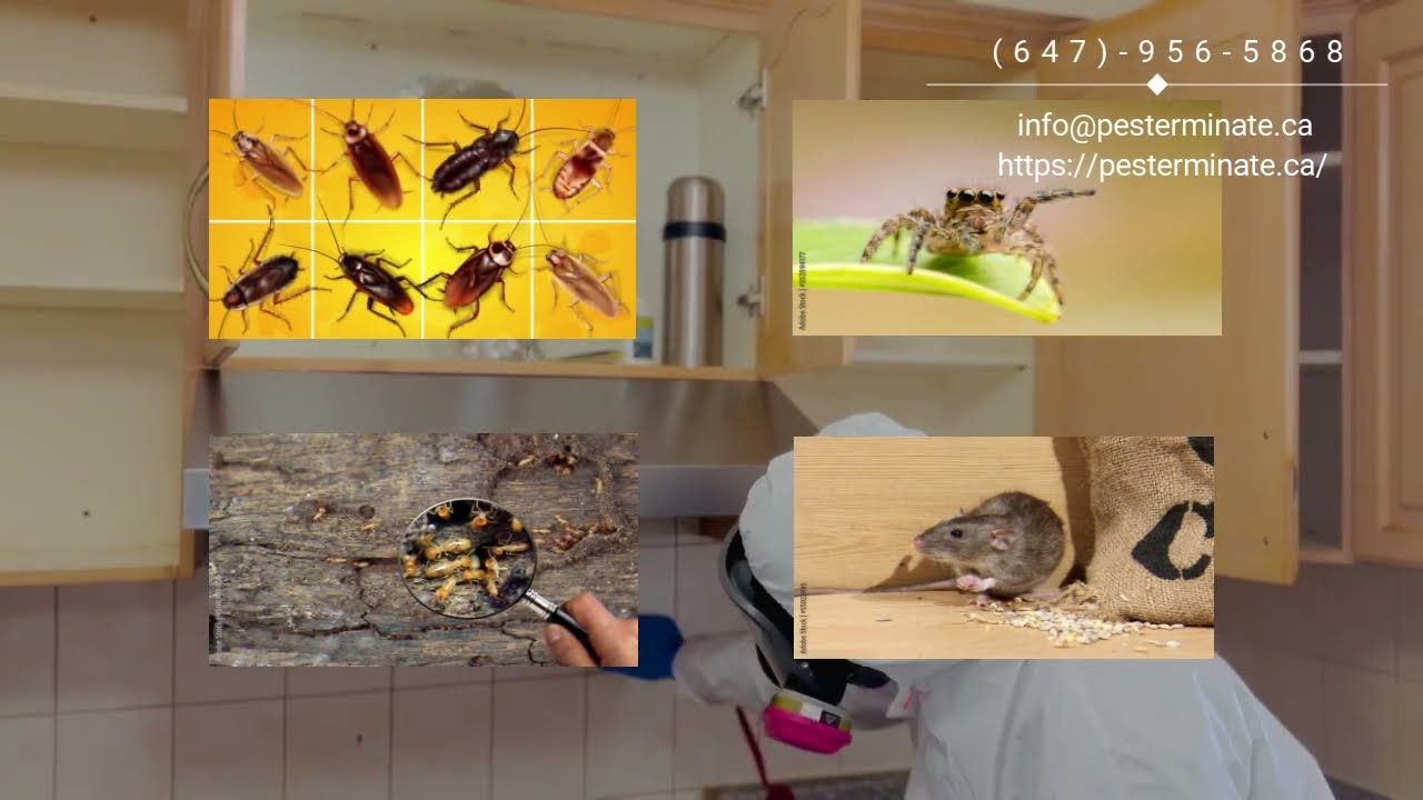 Pest Control Service in Toronto