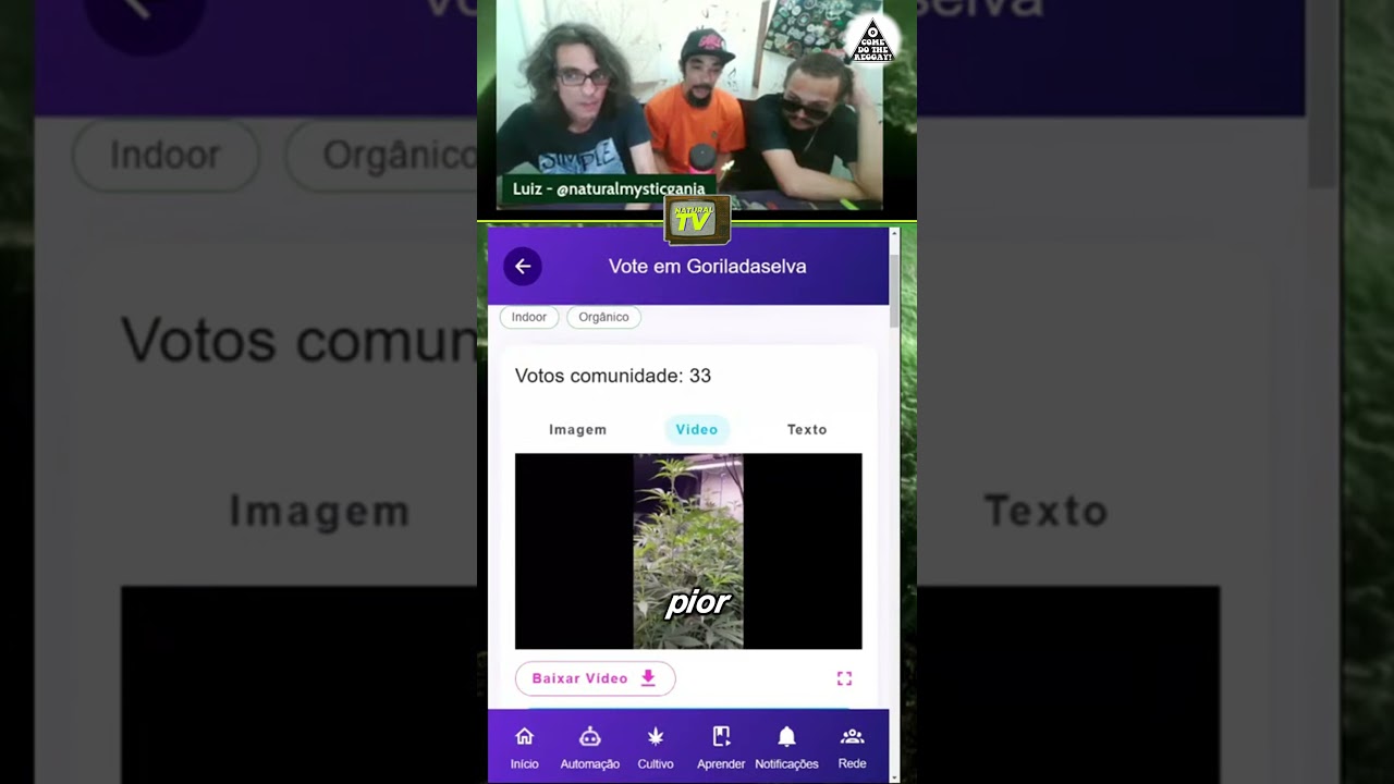 Sala de Cultivo Indoor na Ganza.app! 🌱 Cola na Ganz&aacute; pra acompanhar cultivos de qualidade!