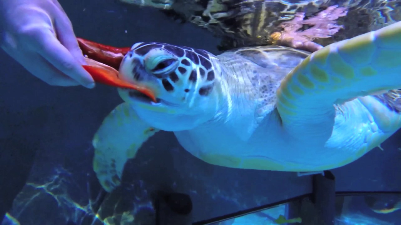 Feeding Frenzy - Green Sea Turtles