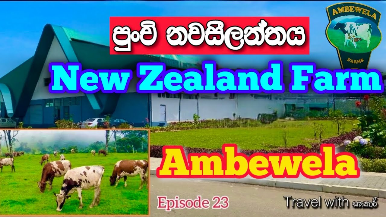 Ambewela New zealand Farm | ලංකාවේ ලොකුම Farm එක | nuwaraeliya Travel place@Travelwithsahakari 
