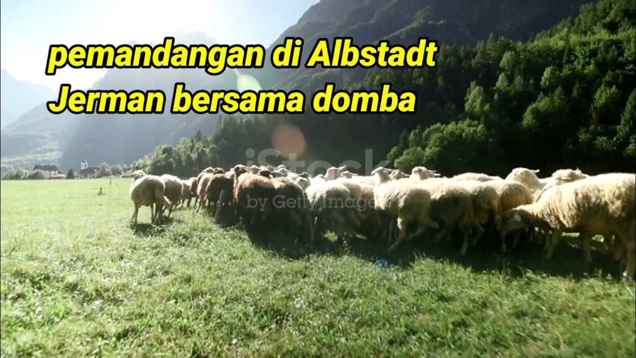 Video kehidupan peternakan Domba di Padang rumput bukit Albstadt 