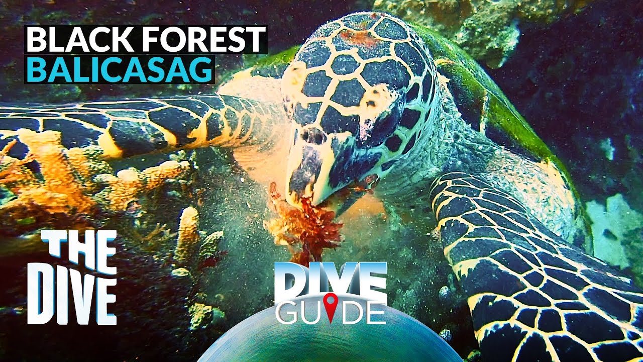 Black Forest of Balicasag Island Marine Sanctuary #TheDivePH