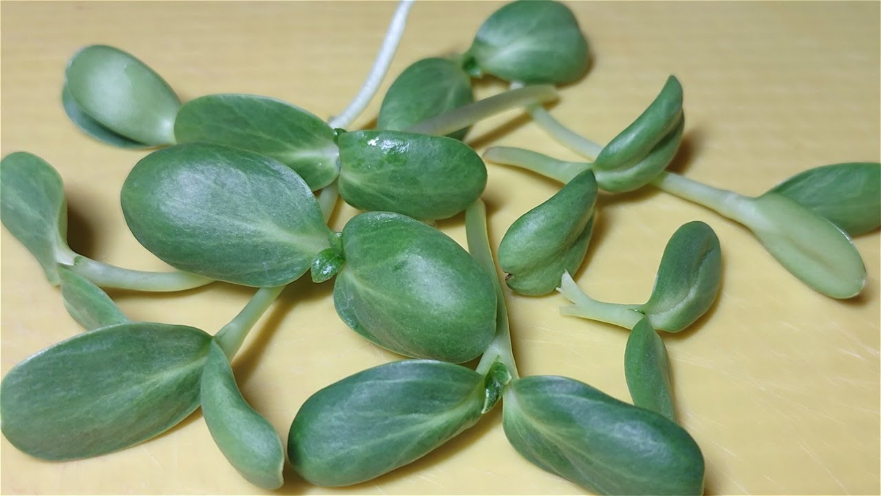 Sunflower Microgreens/Shoots