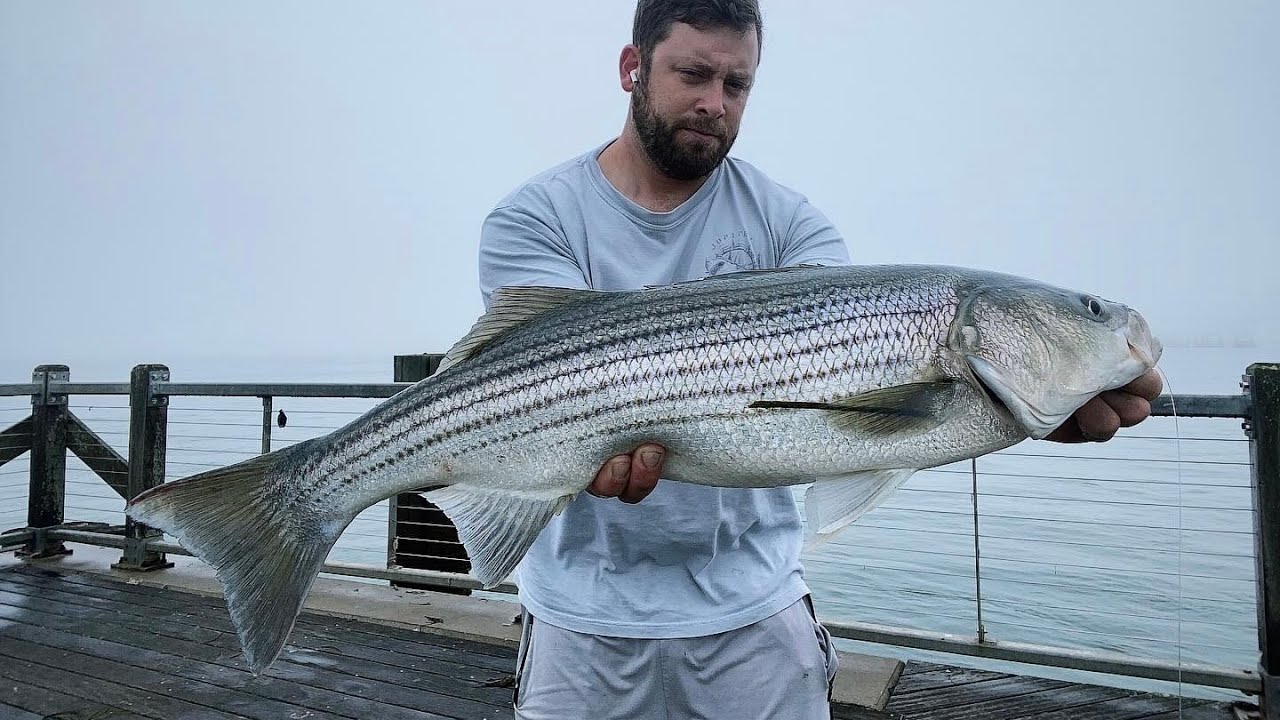 Striped Bass and More!! Dock Fishing mid-June on Long Island, NY