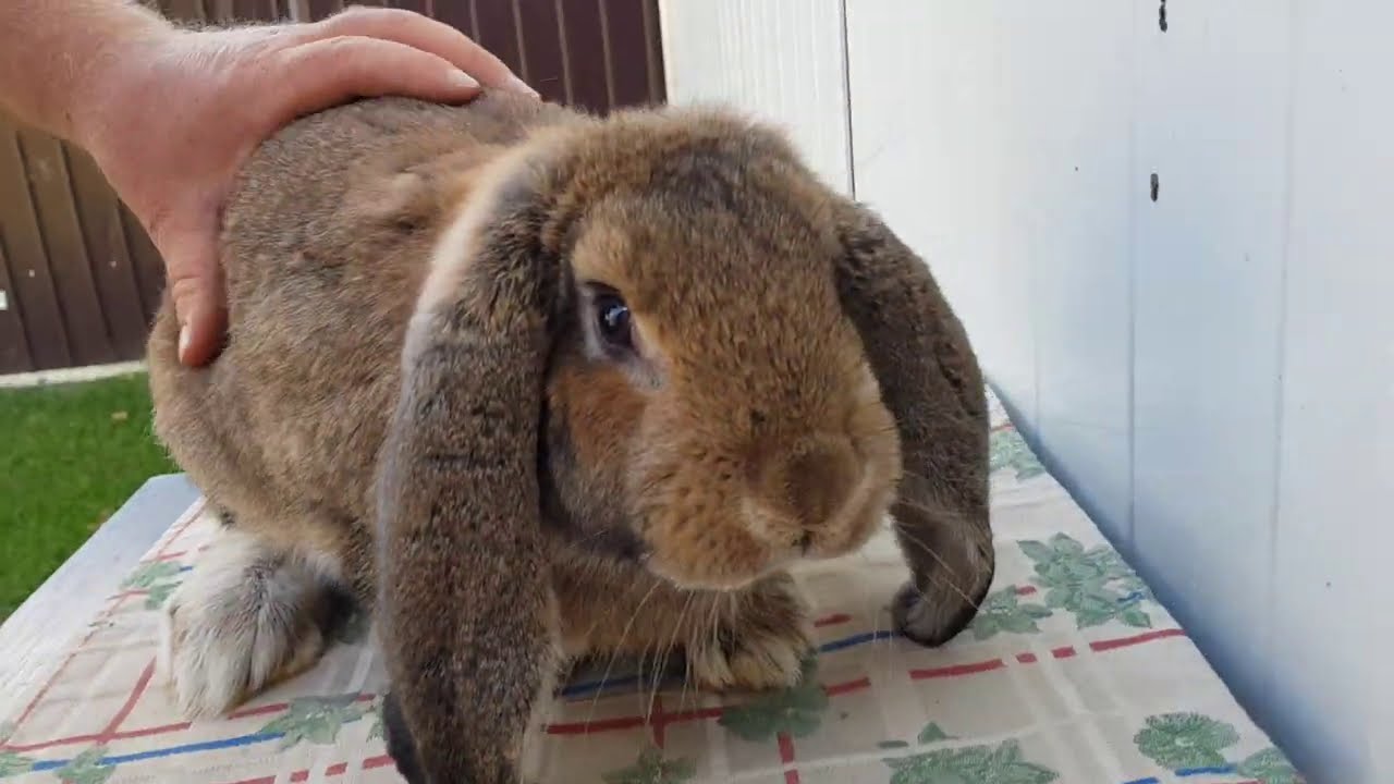 Achiziție de Berbec german, și alți 2 iepuri, hrănitorile făcute de mine
