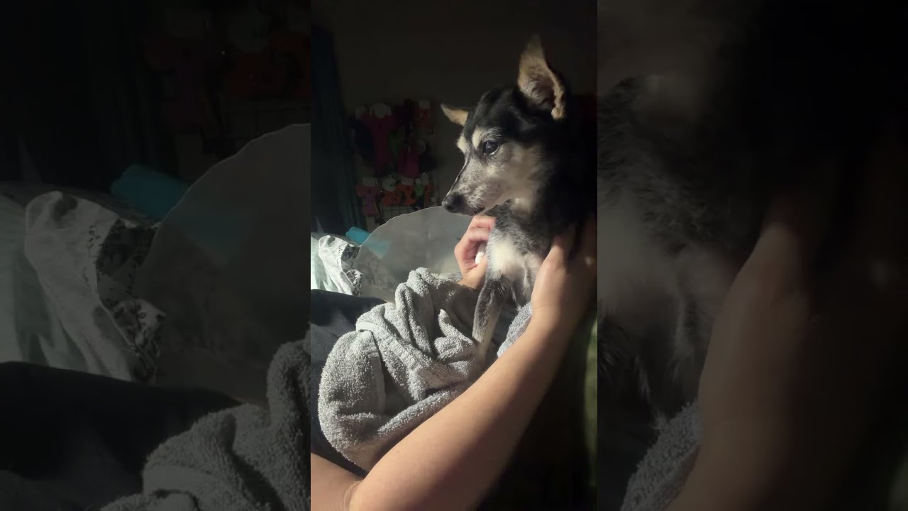 My Favorite Groomer is live! Some of my last moments with Faith