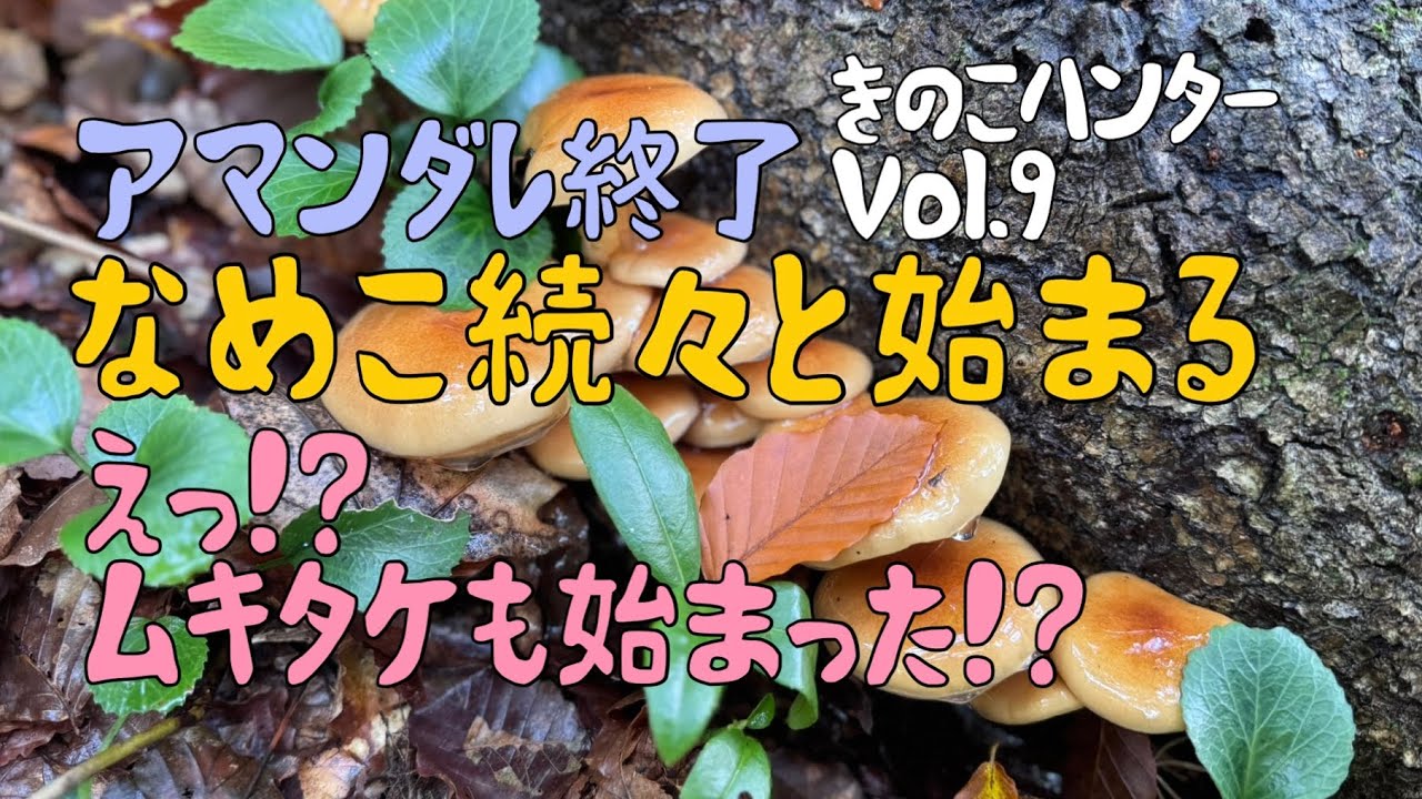 なめこ続々と始まる〜えっ!?ムキタケも始まった!?〜