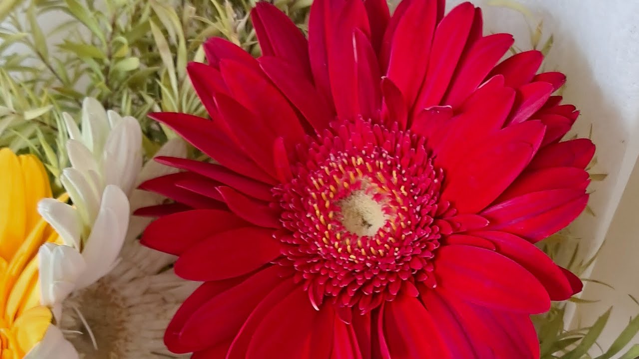 Rinar Rokomari is live welcome to my live