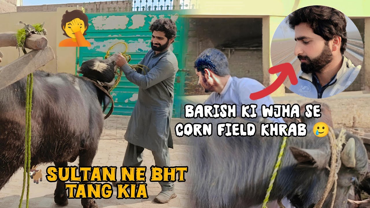 Sultan 🦬 ne bht tang kita AJ 🤦 | Barish nal corn field nu nuksan ho gya 🥲 