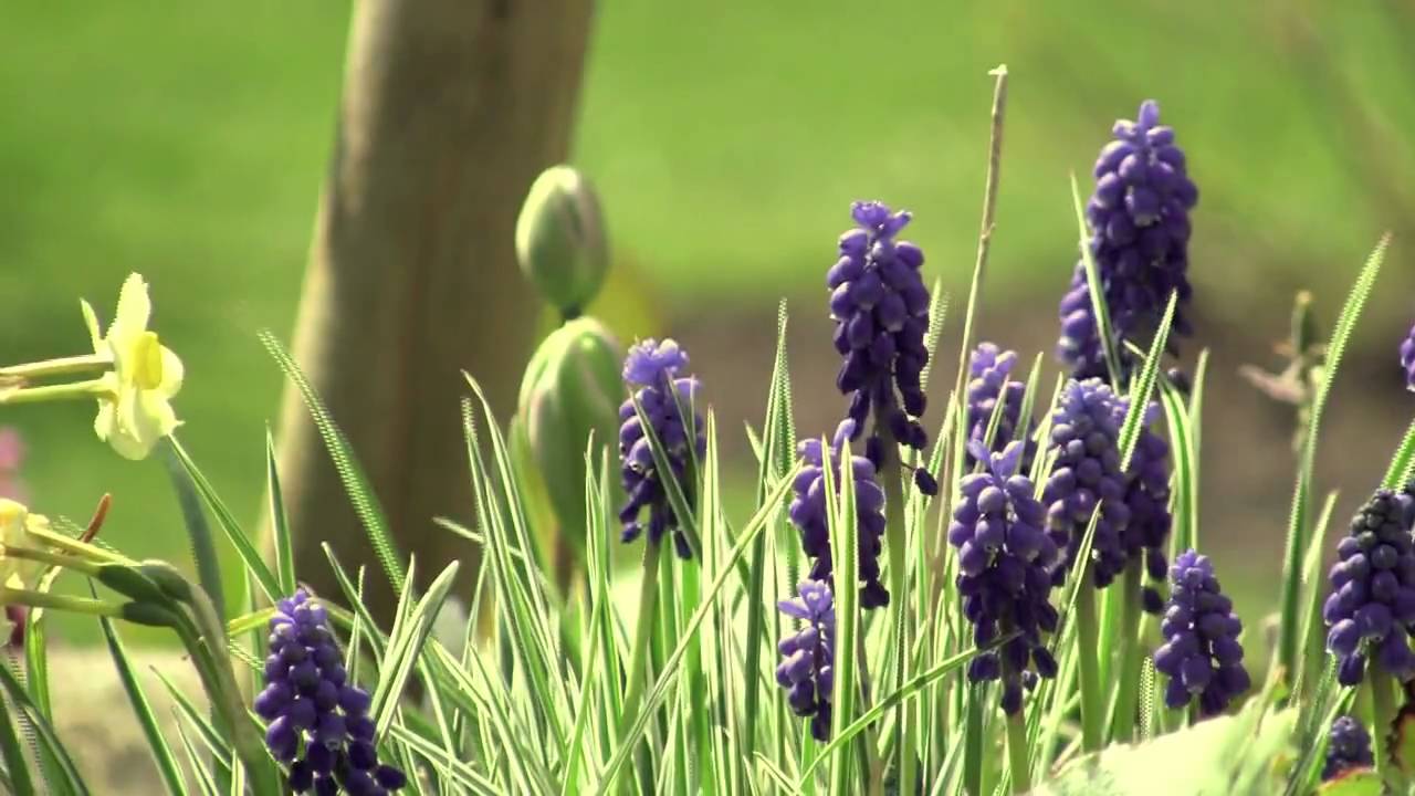 Garden - Canon HF S20 Test (Interlaced)