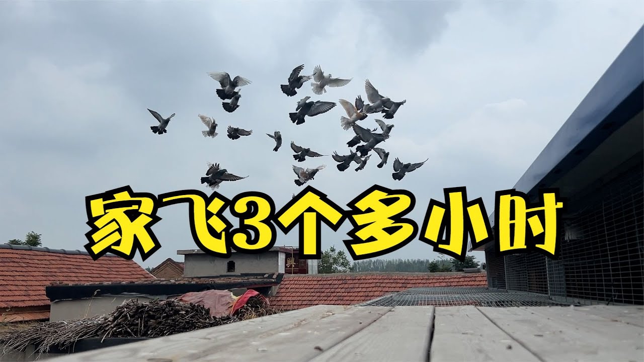 鸽子家飞被大群拐走，连续飞行3个多小时，等鸽子等的我心慌慌的