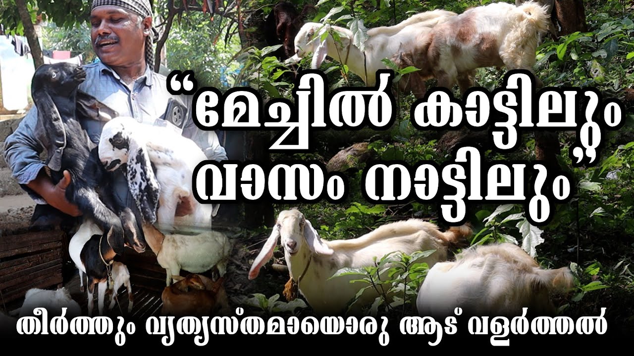 ആട് വരുമാനത്തിനോട് തുലനം ചെയ്യാൻ പറ്റിയ മറ്റൊന്നില്ല || ആടുള്ളവർക്ക് പണത്തിനു പഞ്ഞം കാണില്ല|| KERALA