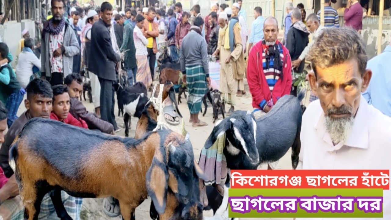 @কিশোরগঞ্জ ফুরুরা গ্রাম গঞ্জের হাটের ছাগলের বাজার দরcow market price