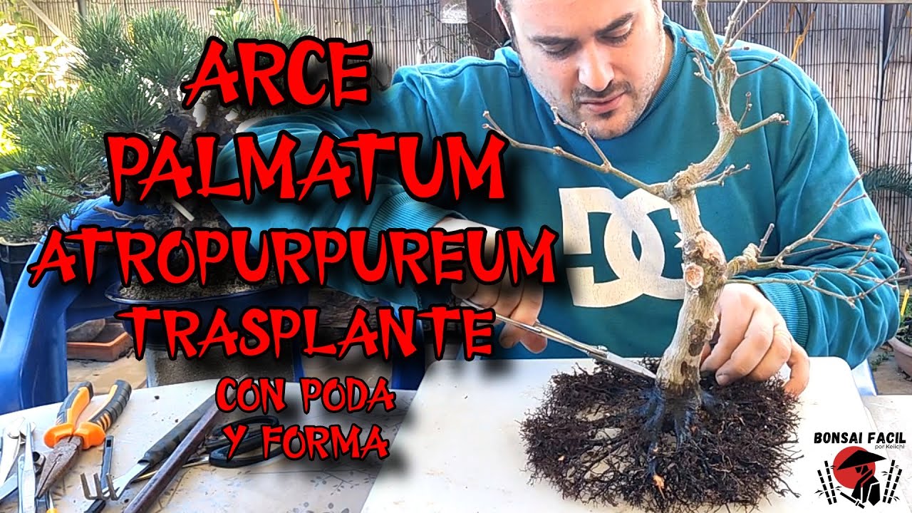 Bonsai de ARCE Palmatum Atropurpureum - Trasplante