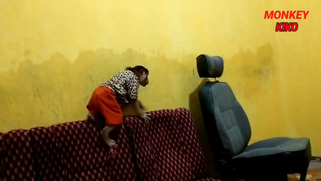 Viral Melatih Monyet Beruk Biar Pintar..Monyet Kiko