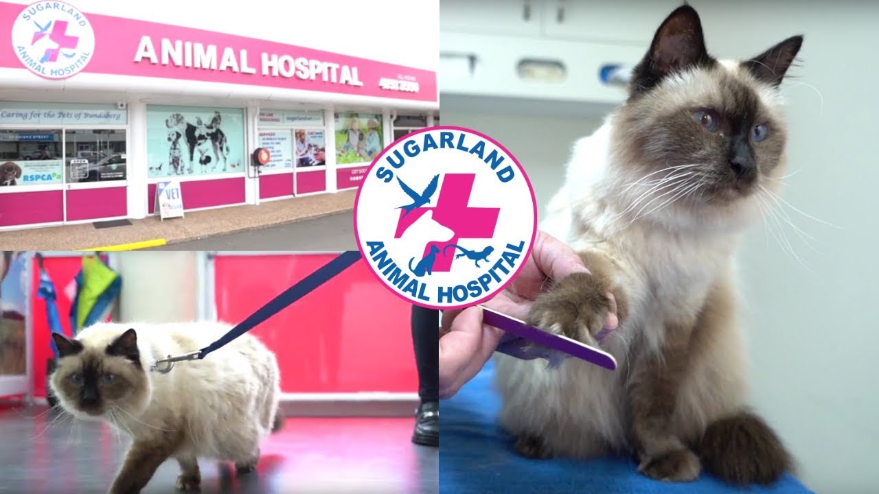Bundaberg Vet - Cat Friendly Hospital