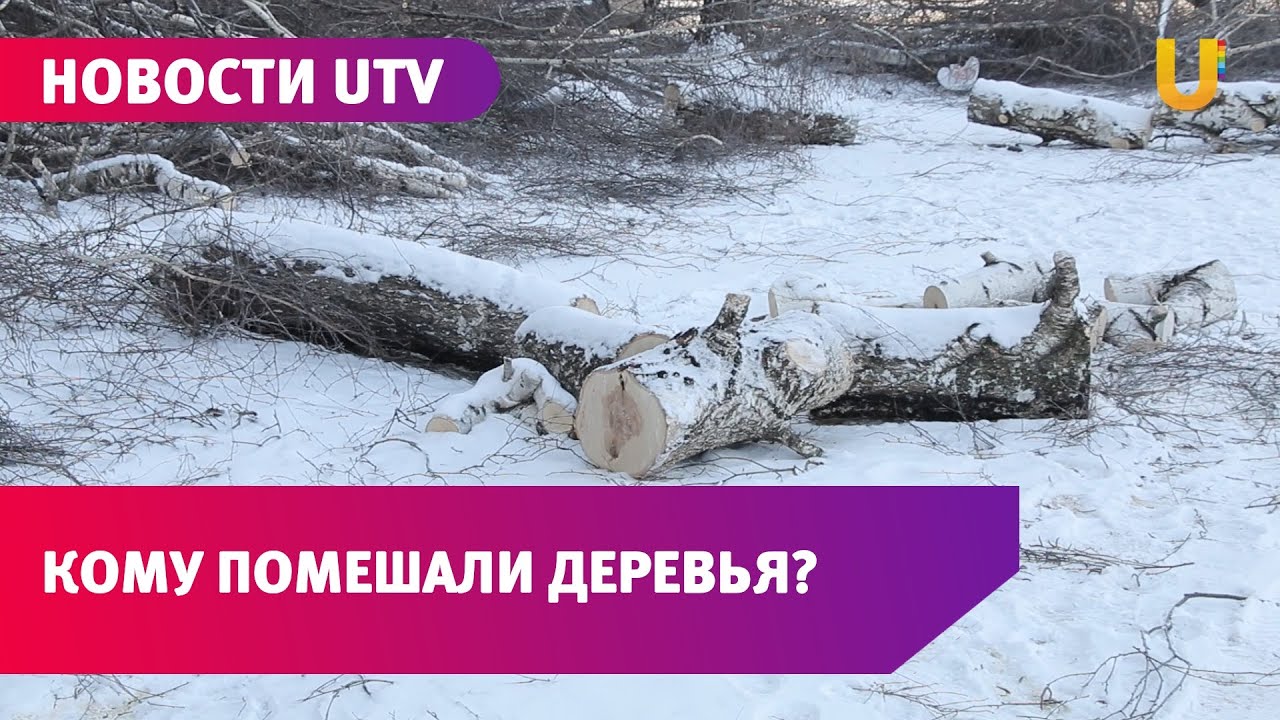 Новости UTV.Жители одного из домов в Стерлитамаке возмущены сносом берез в их дворе