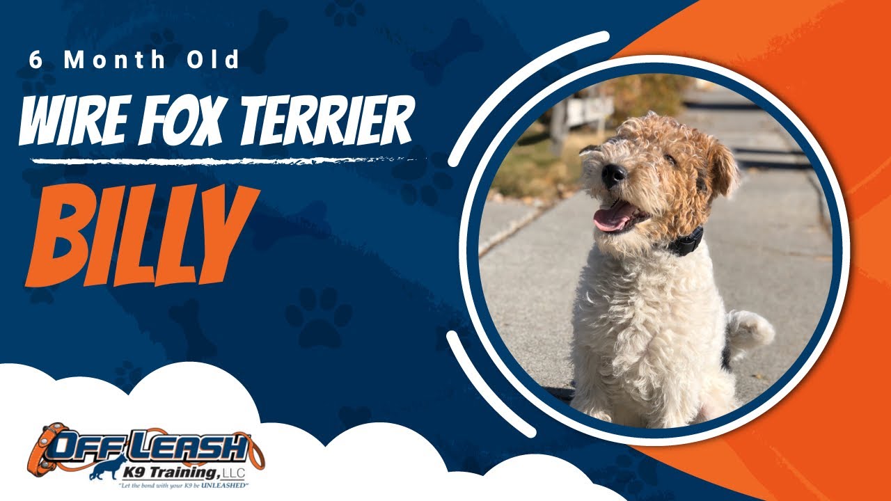 Wire Fox Terrier 🐾Off leash Training / Best Dog Trainer / Reno, NV🐾
