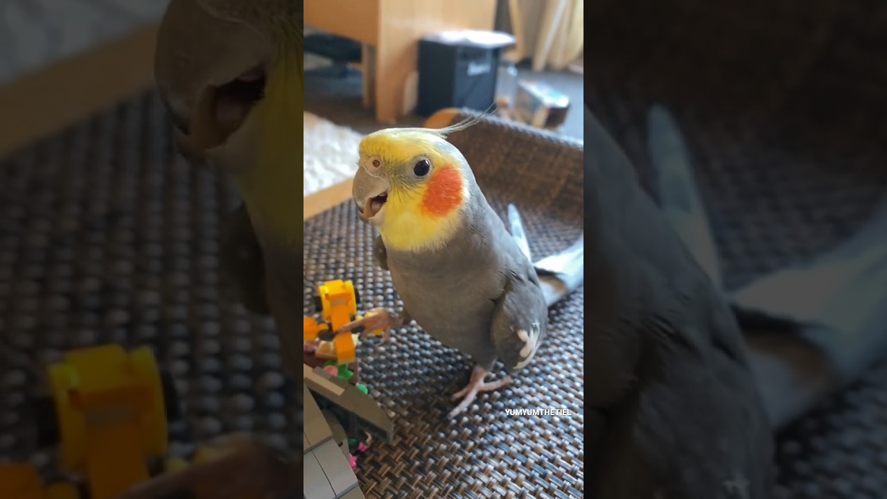 Cockatiel Sounds Like An Alarm 🚨 #cockatiel #parrot #yumyumthetiel #bird