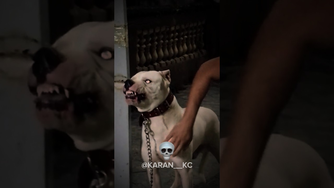 Transformation of dogs rottweiler,dogo argentino,kangal☠️🥶 #shorts #ytshorts #shortvideo