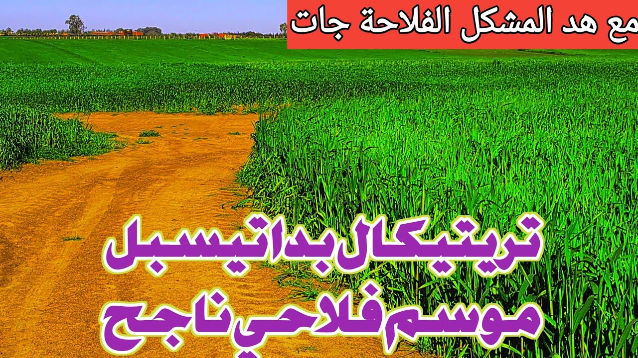 تريتيكال بدا تيسبل موسم فلاحي ناجح 2026