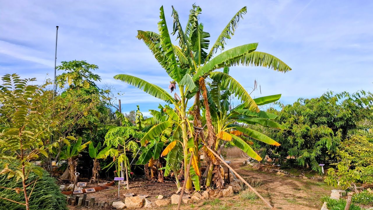 Orchard of Flavours - giant 700 Species Outdoors Tropical Fruit Collection in Portugal